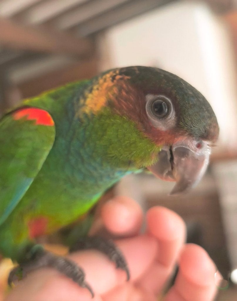 Conure Cruentata mâle super Apprivoisé, Mâle, Perroquet, Domestique