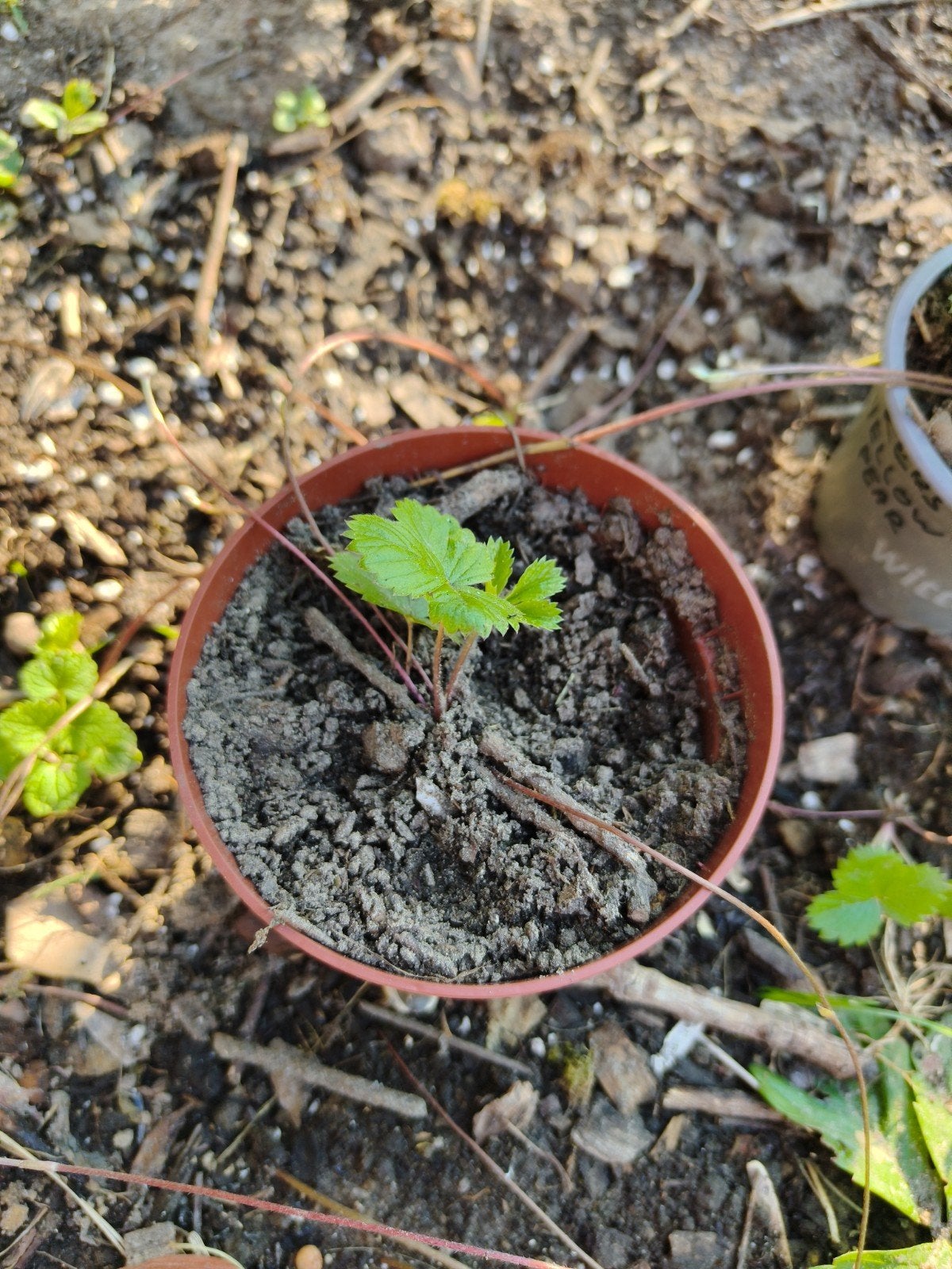 aardbeien met pot, Ophalen