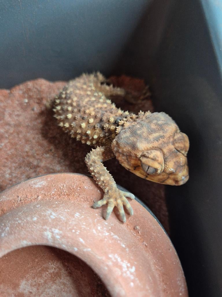 Nephrurus amyae, Hagedis, 3 tot 6 jaar
