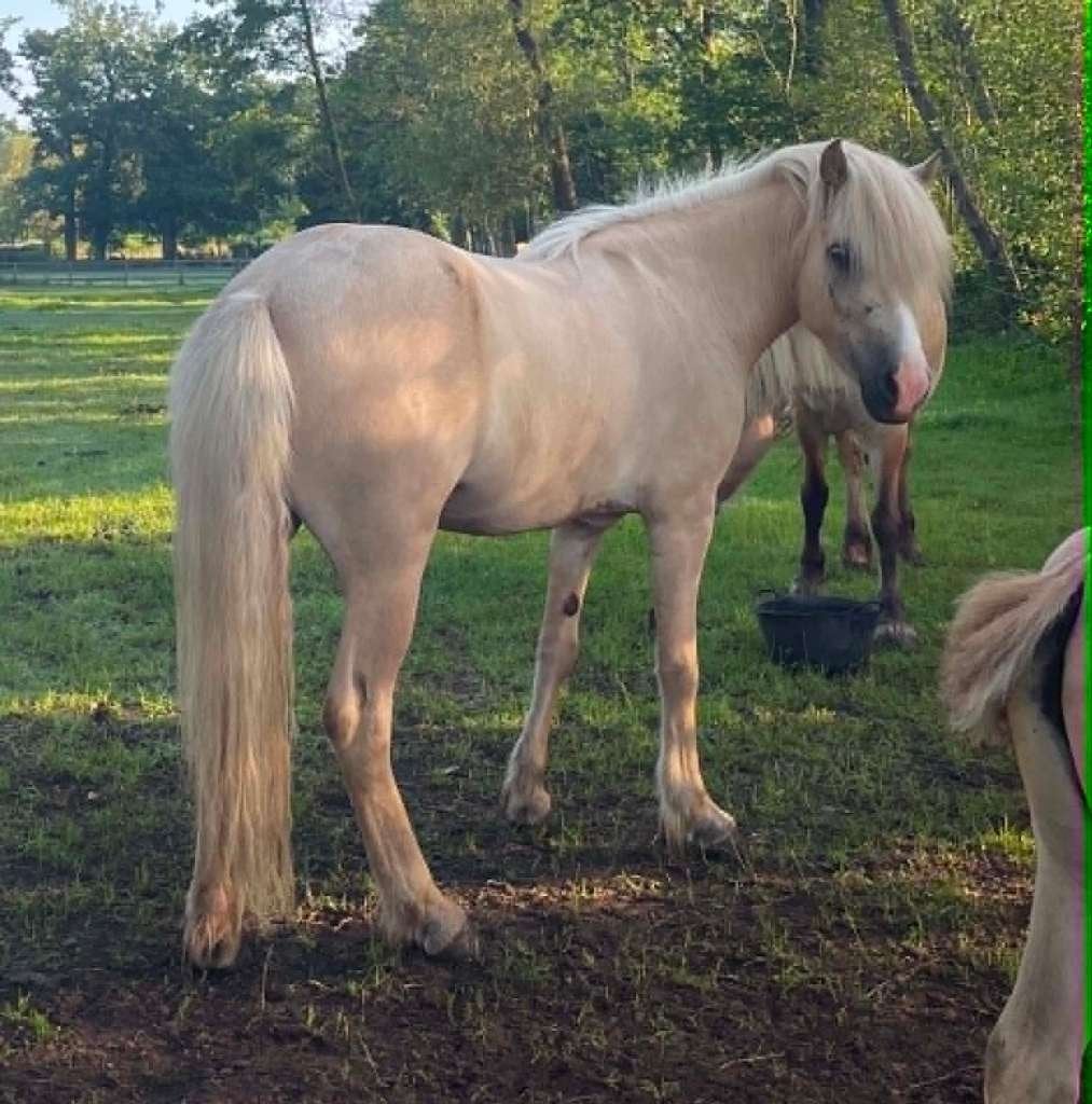 IJslandse Merrie, Dieren en Toebehoren, Merrie, Met stamboom, Zadelmak, 3 tot 6 jaar
