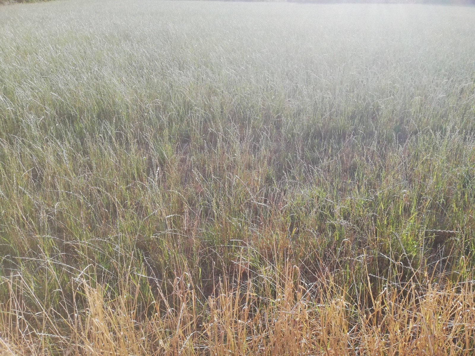 Gras op stam, Ophalen