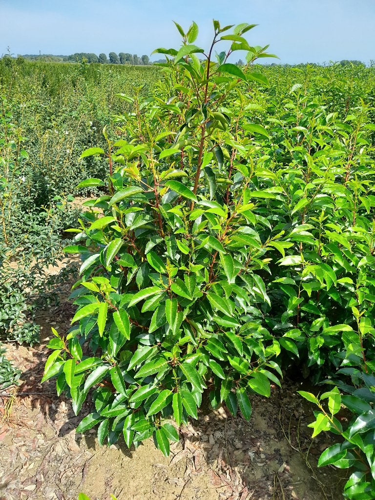 Prunus Lusitanica, Ophalen
