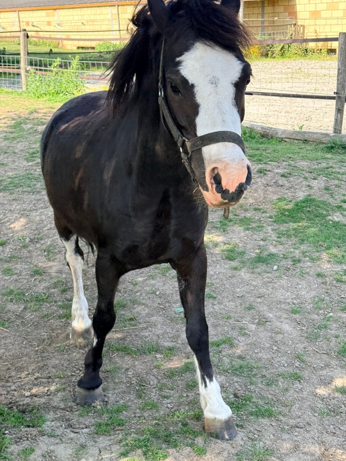 Welsh pony ruin, Dieren en Toebehoren, Pony's, Gechipt, B, Ruin, A pony (tot 1.17m)