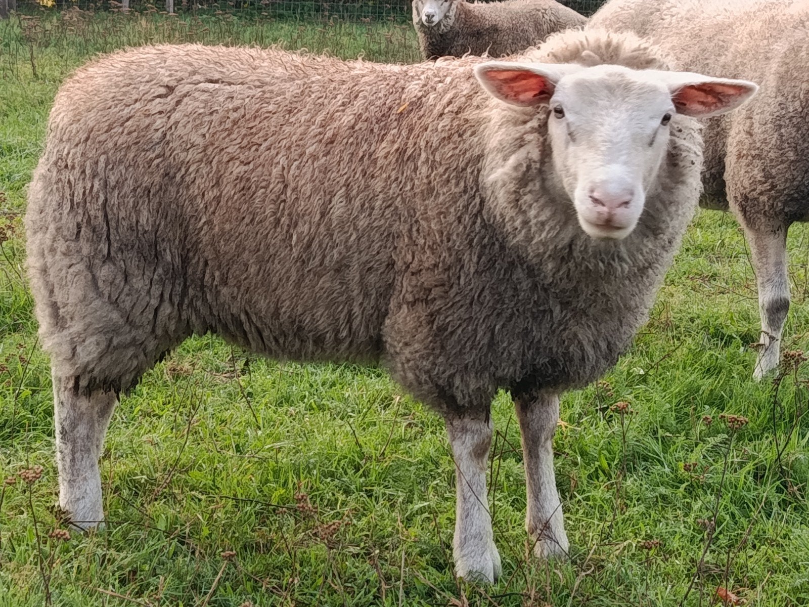 jonge ooi, type texel, Dieren en Toebehoren, Vrouwelijk