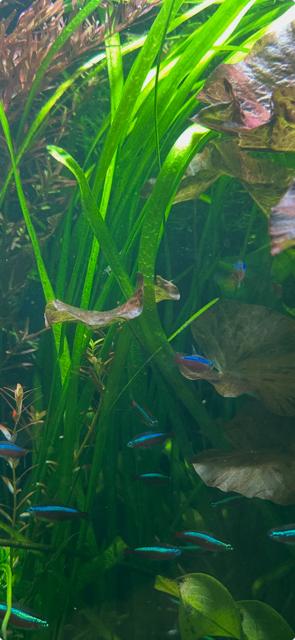 Vallisneria, Dieren en Toebehoren, Ophalen