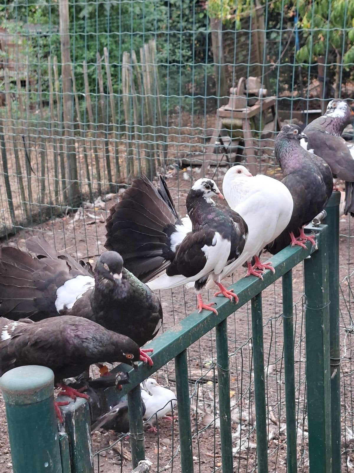 boeren pauwstaartjes