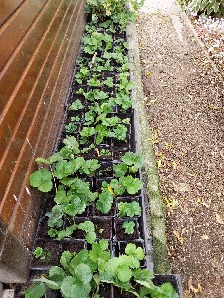 Aardbeiplantjes, Tuin en Terras, Ophalen, Overige soorten