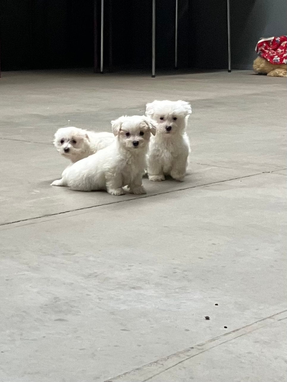 Maltezer pups, België, Maltezer, 8 tot 15 weken, CDV (hondenziekte)