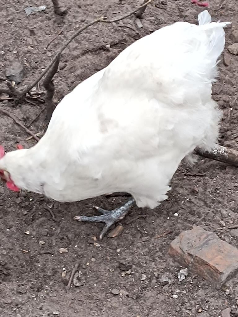 Broedeieren poule de bresse, Dieren en Toebehoren, Meerdere dieren, Kip