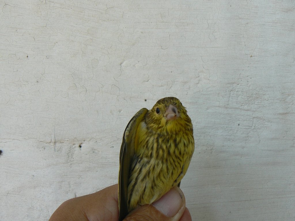 SIJS X KANARIE, Mannelijk, Bastaard