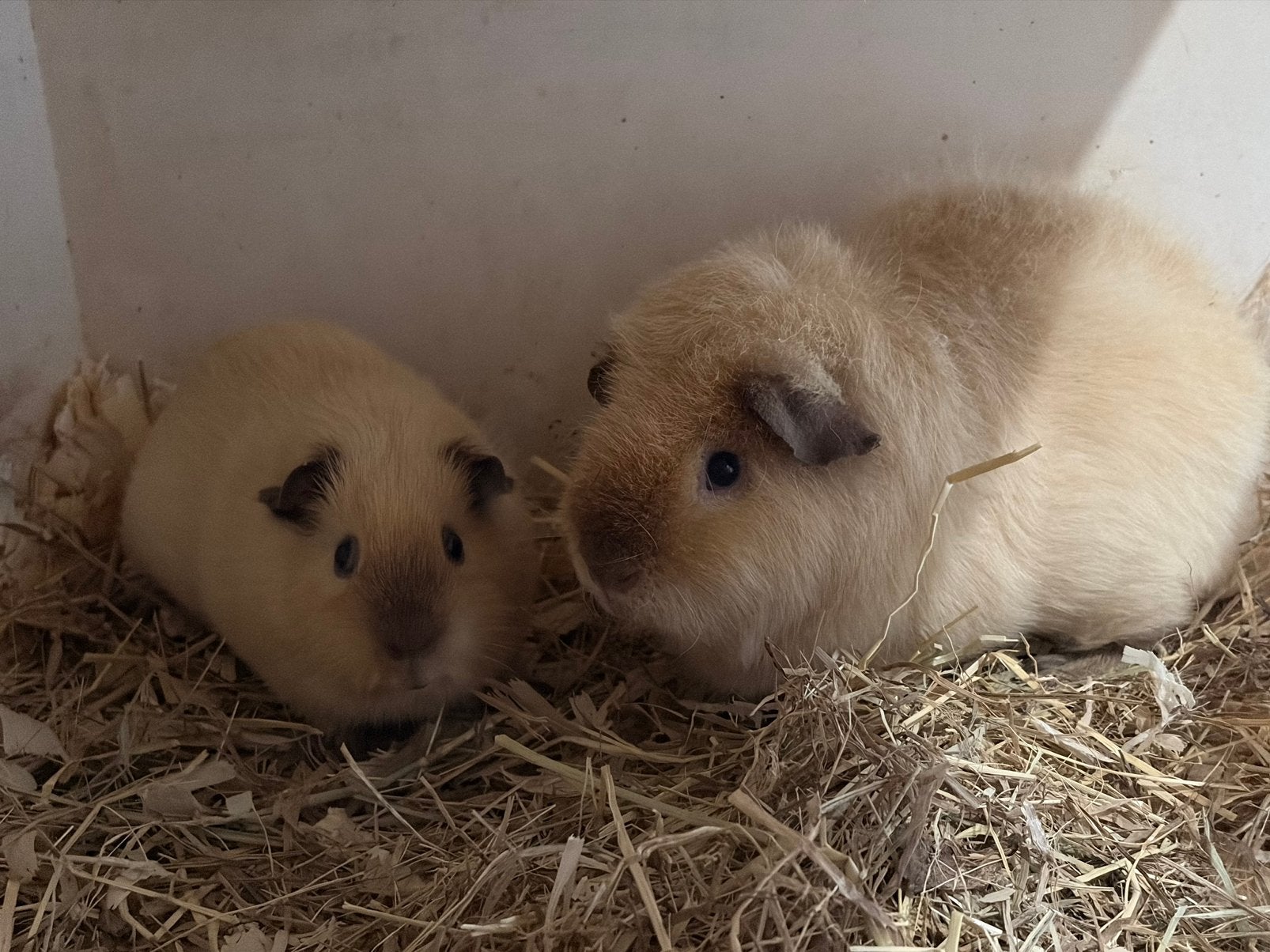 2 lieve mooie US Teddy cavia beertjes, Mannelijk, Tam, Maart, Cavia