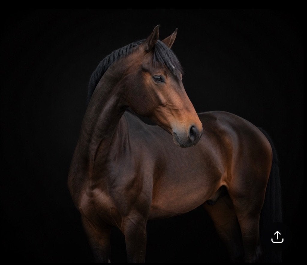 Knappe 2 jarige ruin, Dieren en Toebehoren, Met stamboom, Ruin, Dressuurpaard, 0 tot 2 jaar