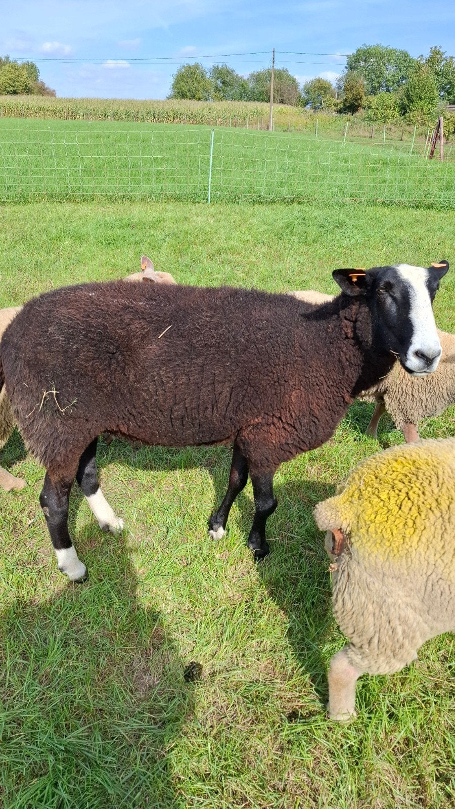 zwartbles ooi, Dieren en Toebehoren