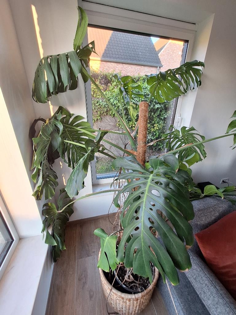 Monstera, Ophalen, Overige soorten, In pot, 150 tot 200 cm
