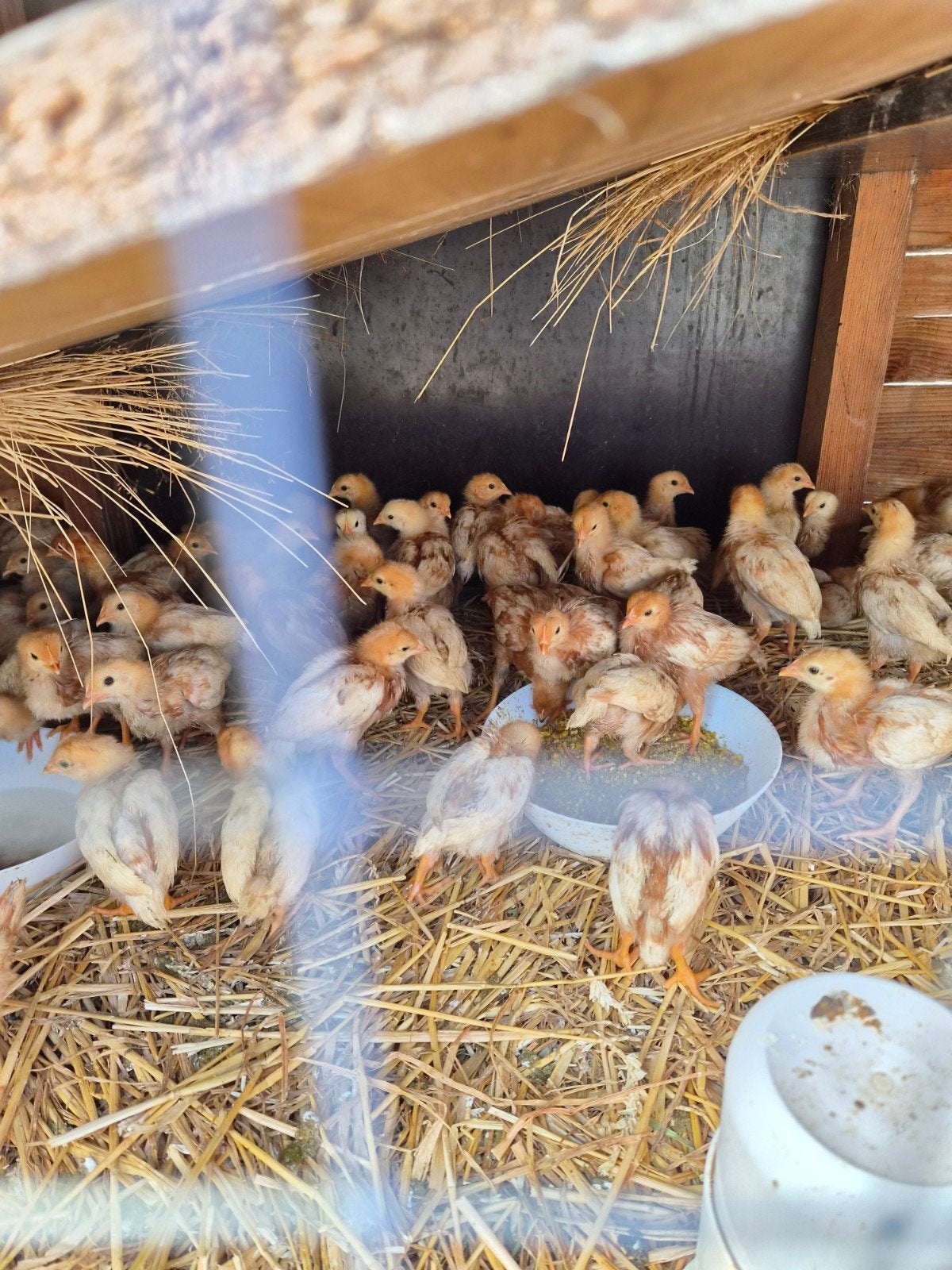 isa brown hennen, Dieren en Toebehoren