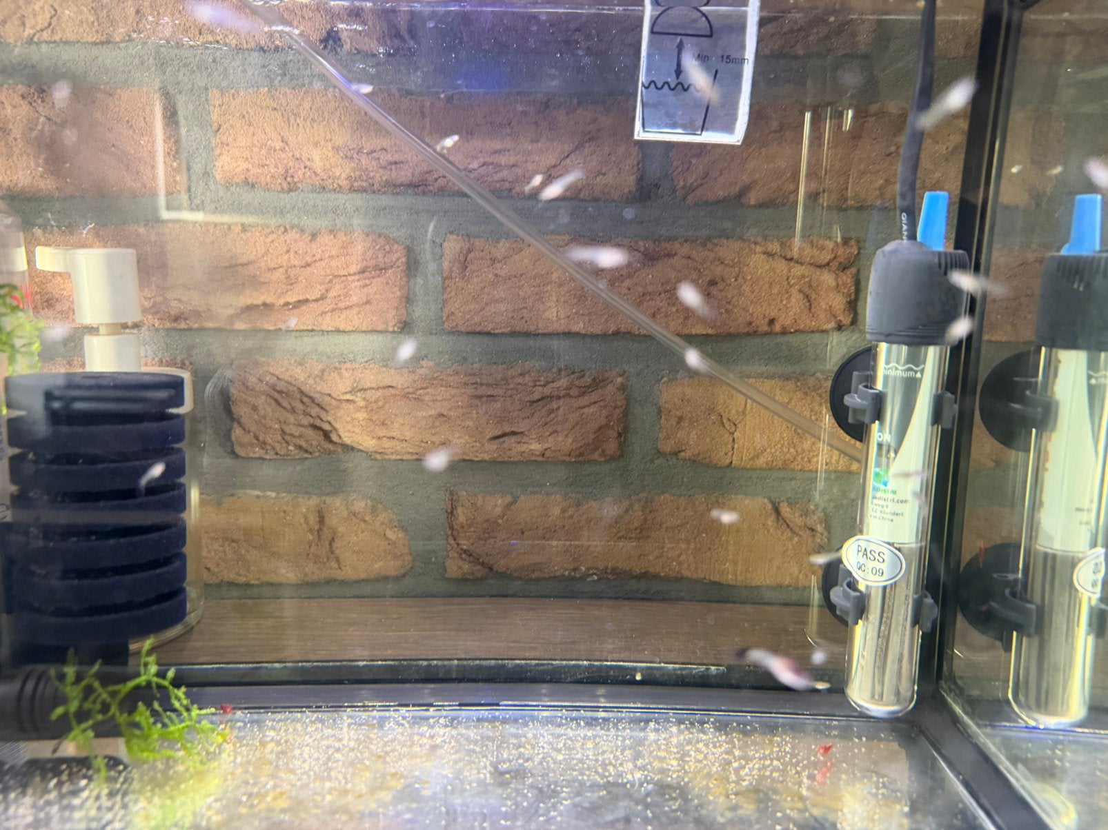 guppy, Dieren en Toebehoren, Vis, Zoetwatervis