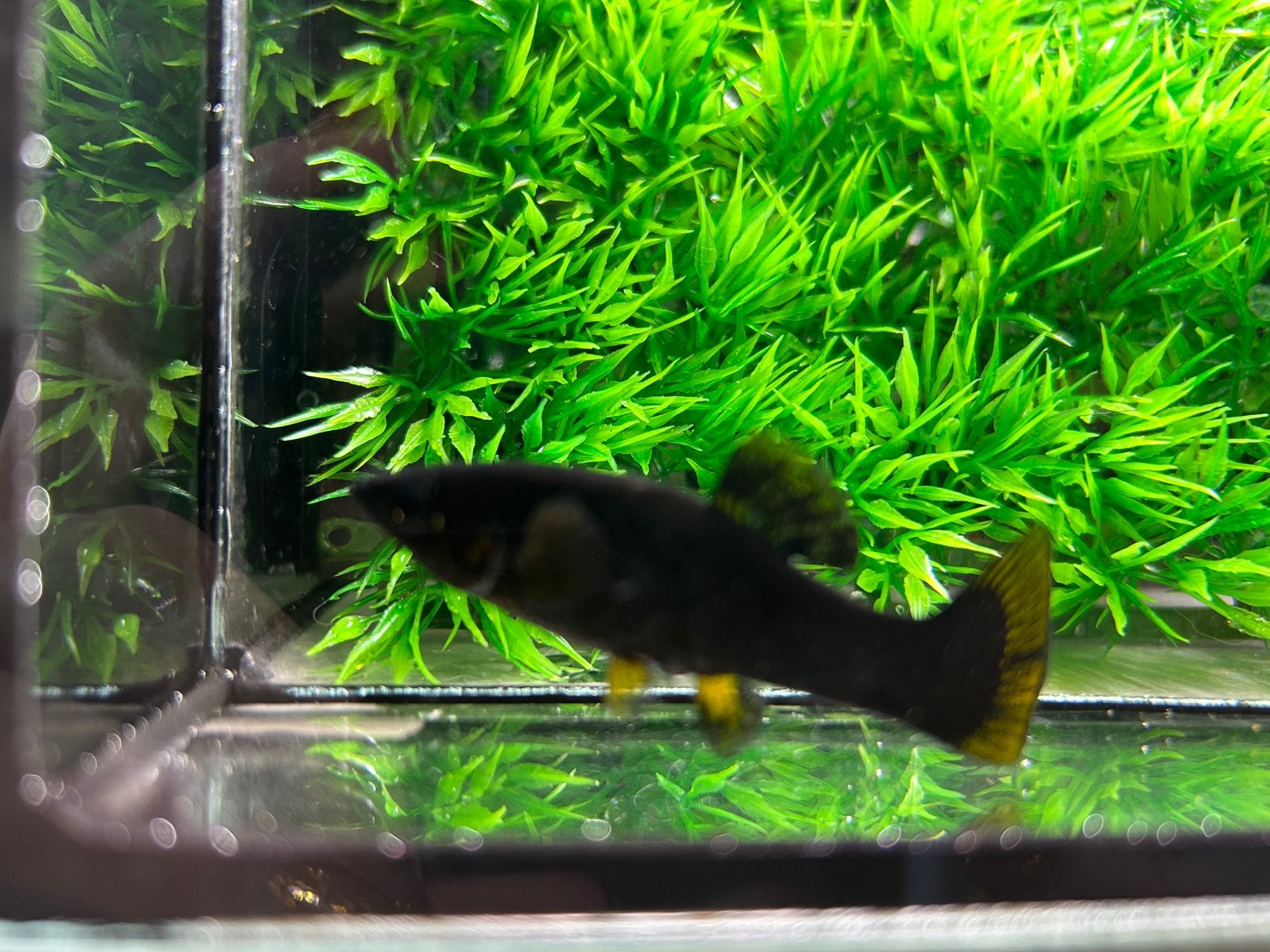 Black molly’s, Dieren en Toebehoren, Ophalen, Zo goed als nieuw