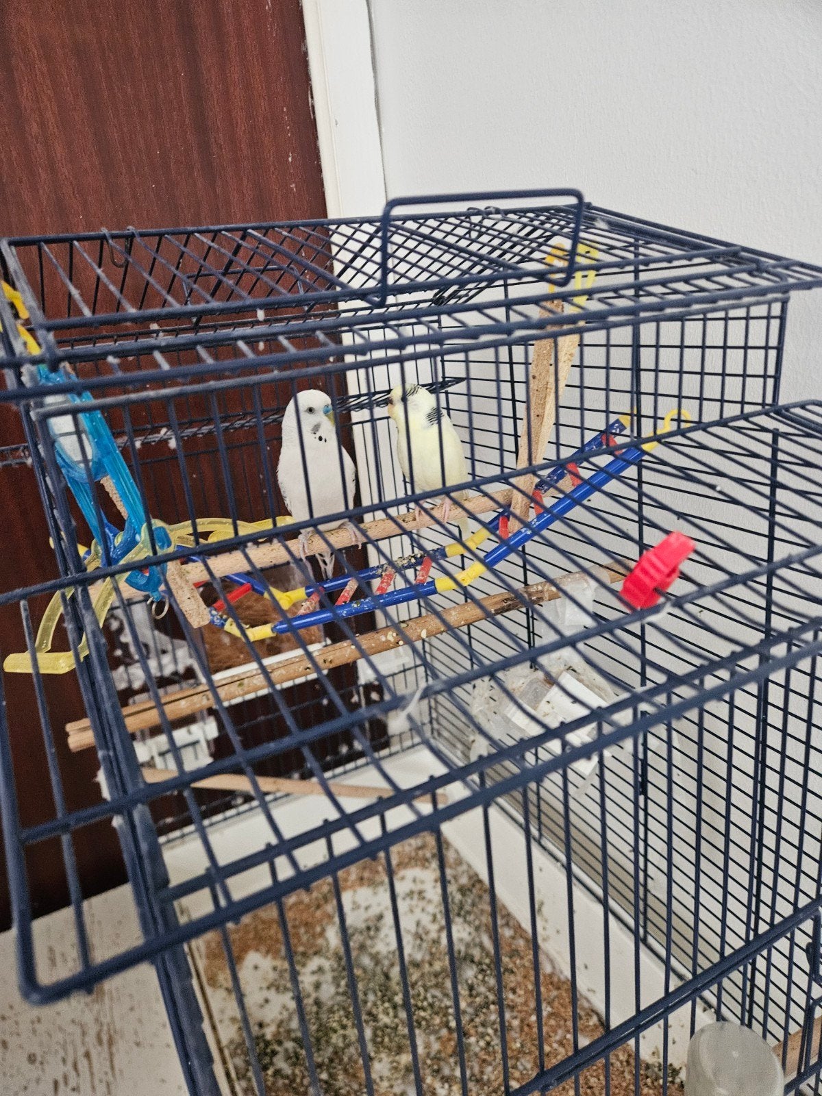 vogels, Animaux & Accessoires, Rongeurs & Lapins | Cages & Clapiers, Enlèvement