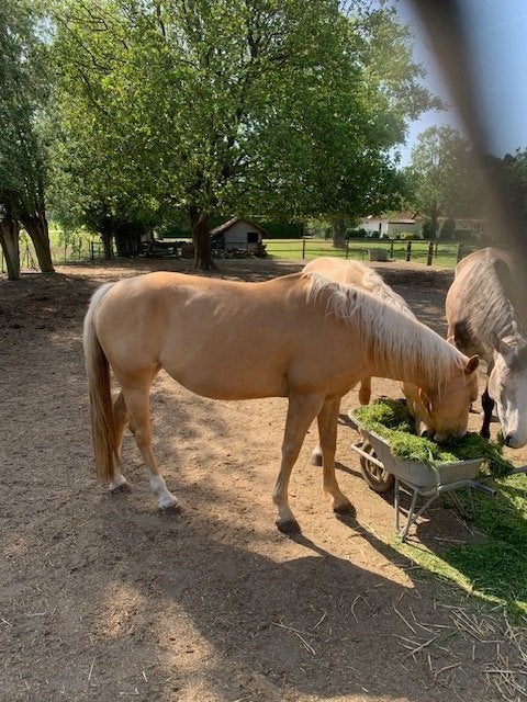Palomino Merrie, Débourré, Poney de récréation, Avec pedigree, Poney E (1.48 m - 1.57m)