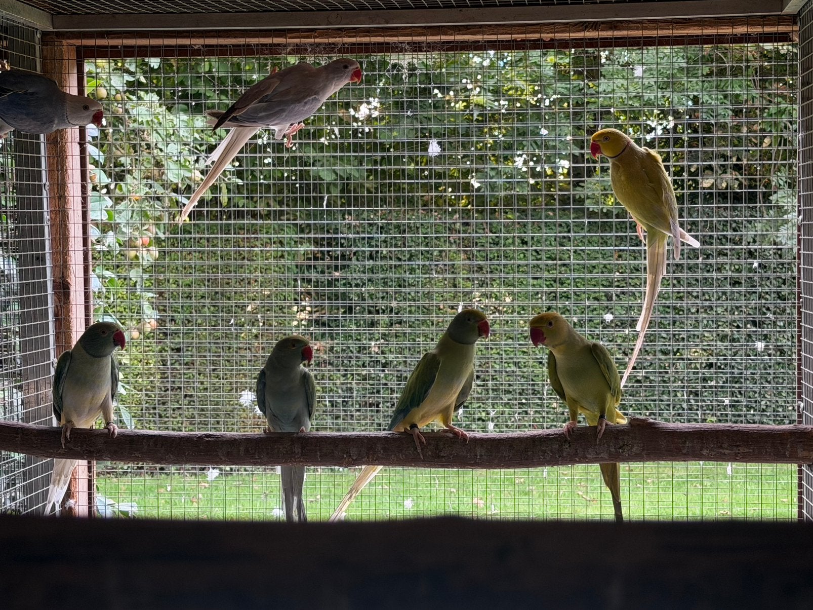 Halsbandparkiet, Dieren en Toebehoren, Vogels | Parkieten en Papegaaien