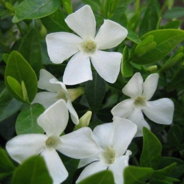 Vinca minor Elisa, Ophalen