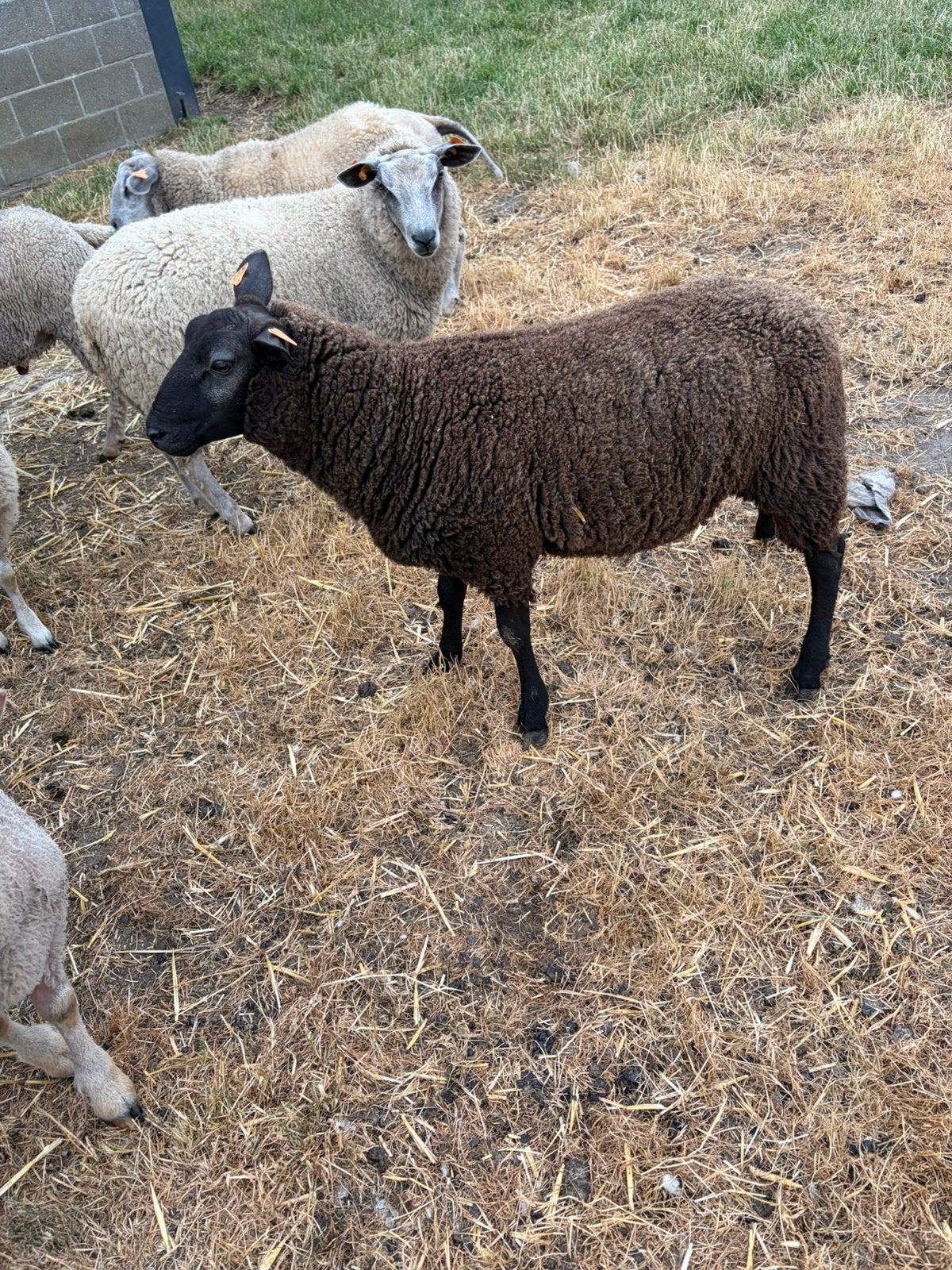 zwarte bok, Dieren en Toebehoren