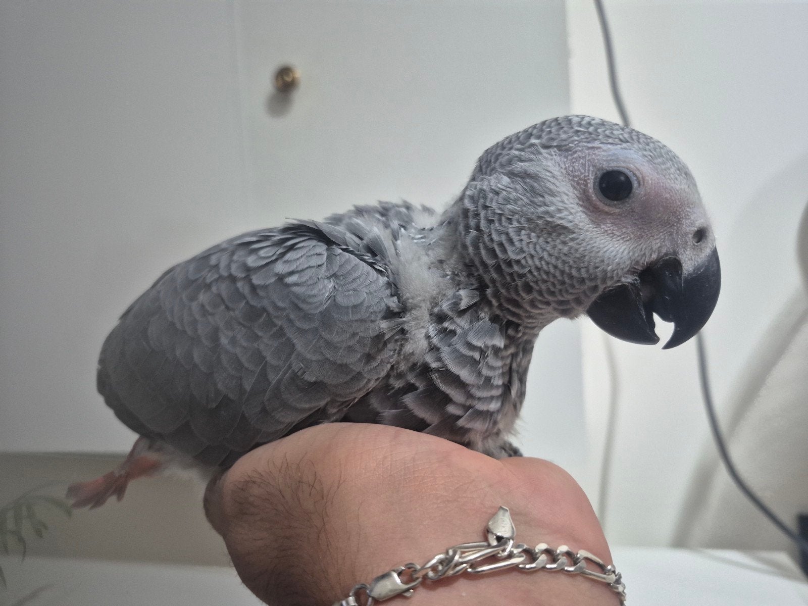 Perroquet Gris du gabon, Perroquet, Bagué