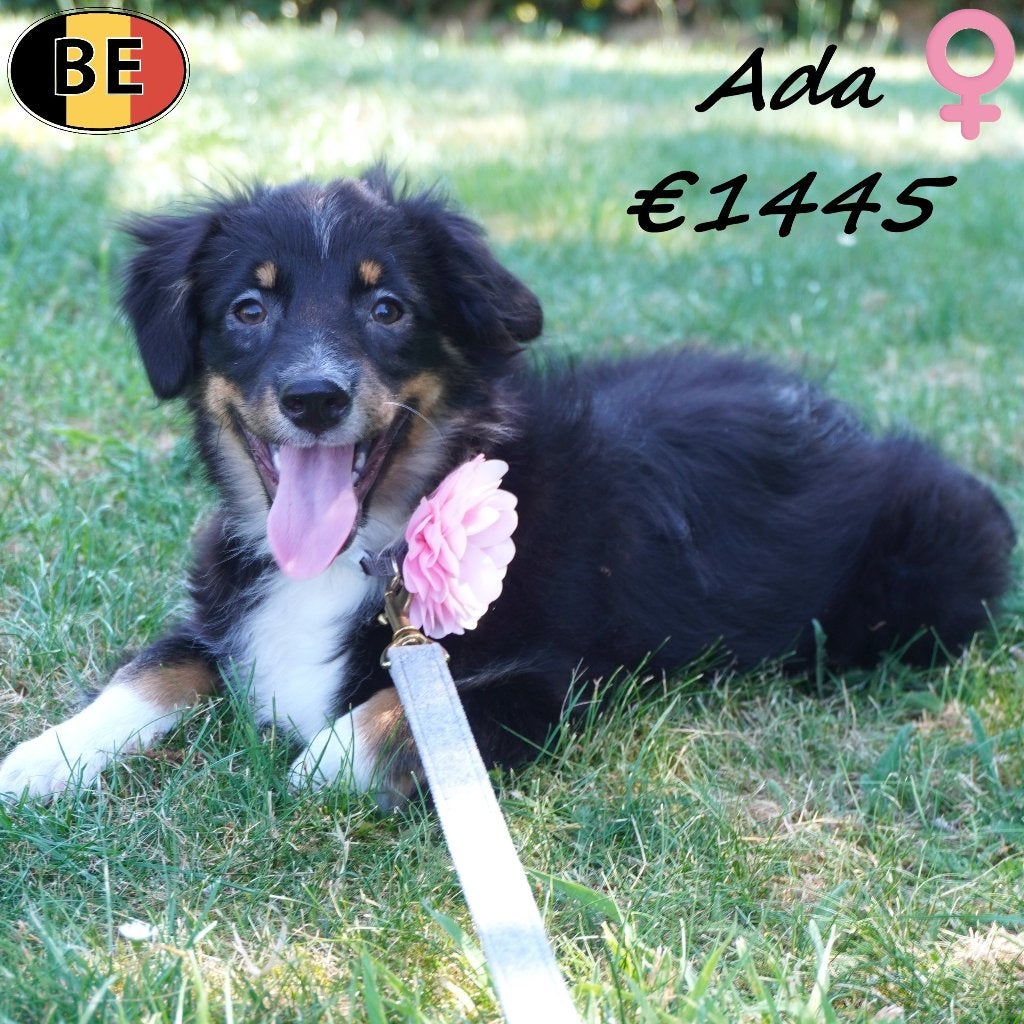 Ada, Miniature American Shepherd pup te koop (Belgisch), Dieren en Toebehoren, Honden | Herdershonden en Veedrijvers, België, 15 weken tot 1 jaar