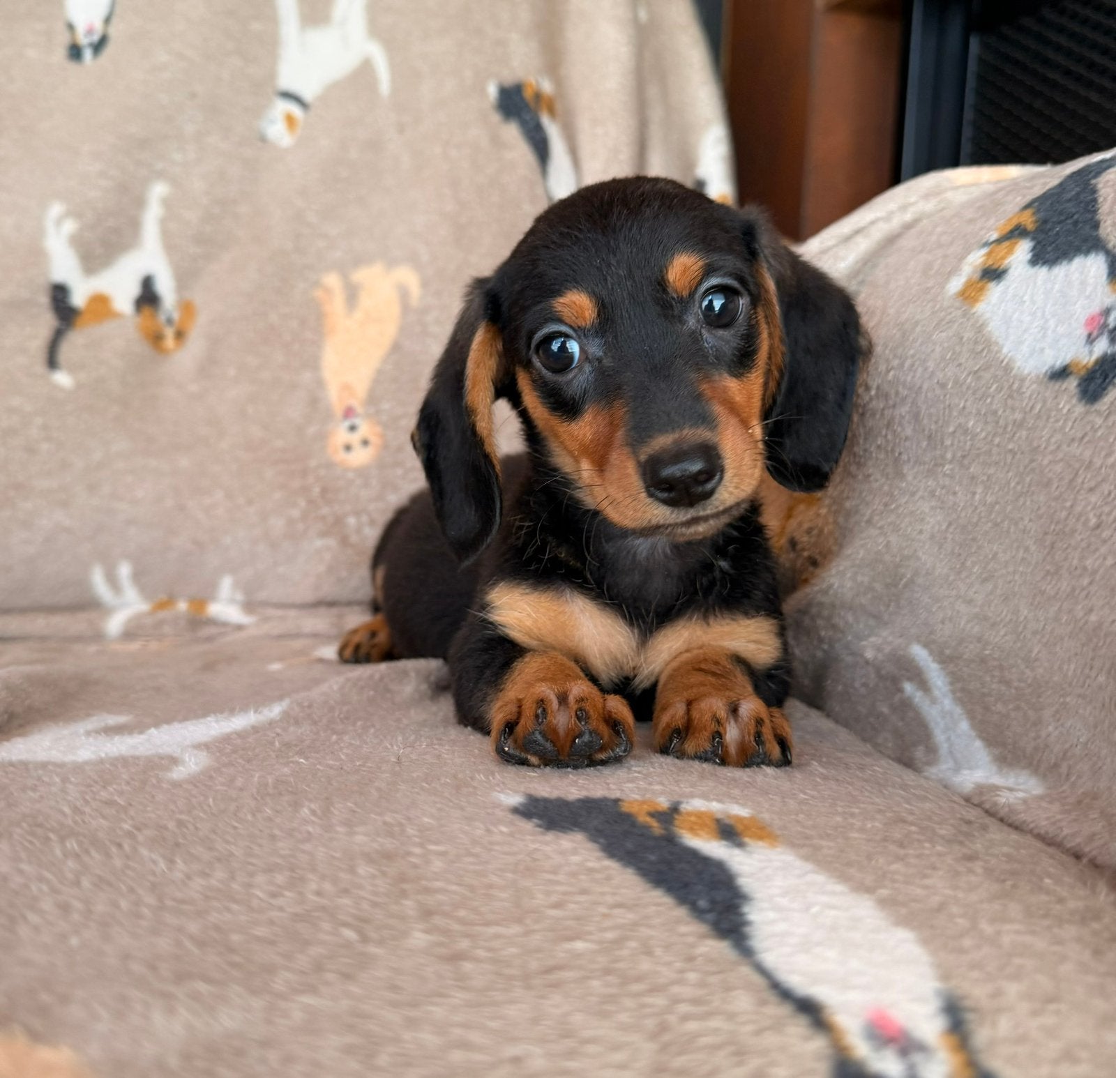 Teckel pups, Parvo, België, 8 tot 15 weken, Korthaar