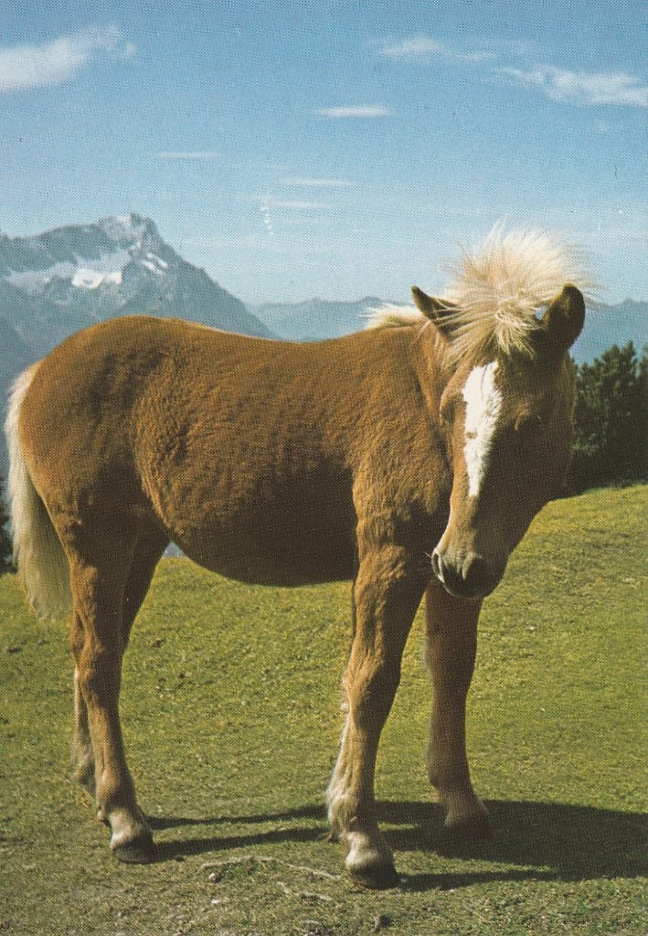 PAARD, Verzamelen, Postkaarten | Dieren, Ophalen of Verzenden, Ongelopen, Paard