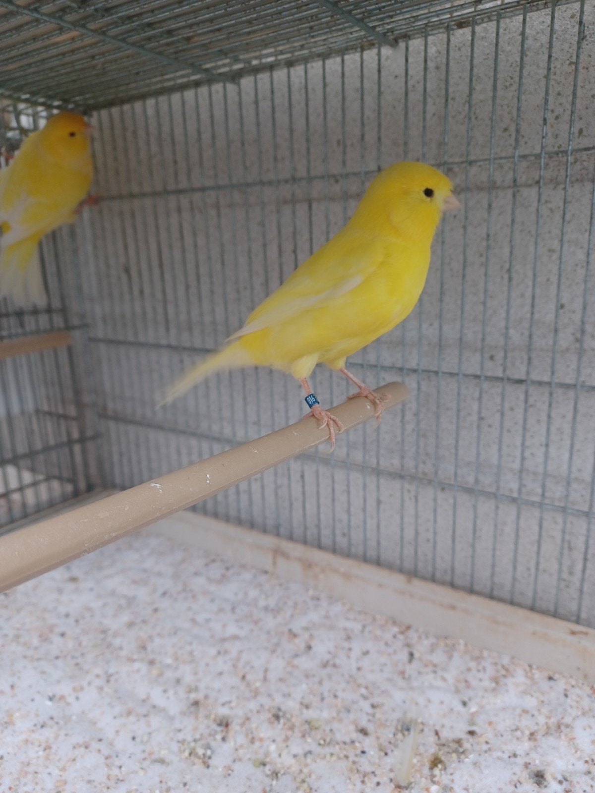 kanarie koppels, Dieren en Toebehoren