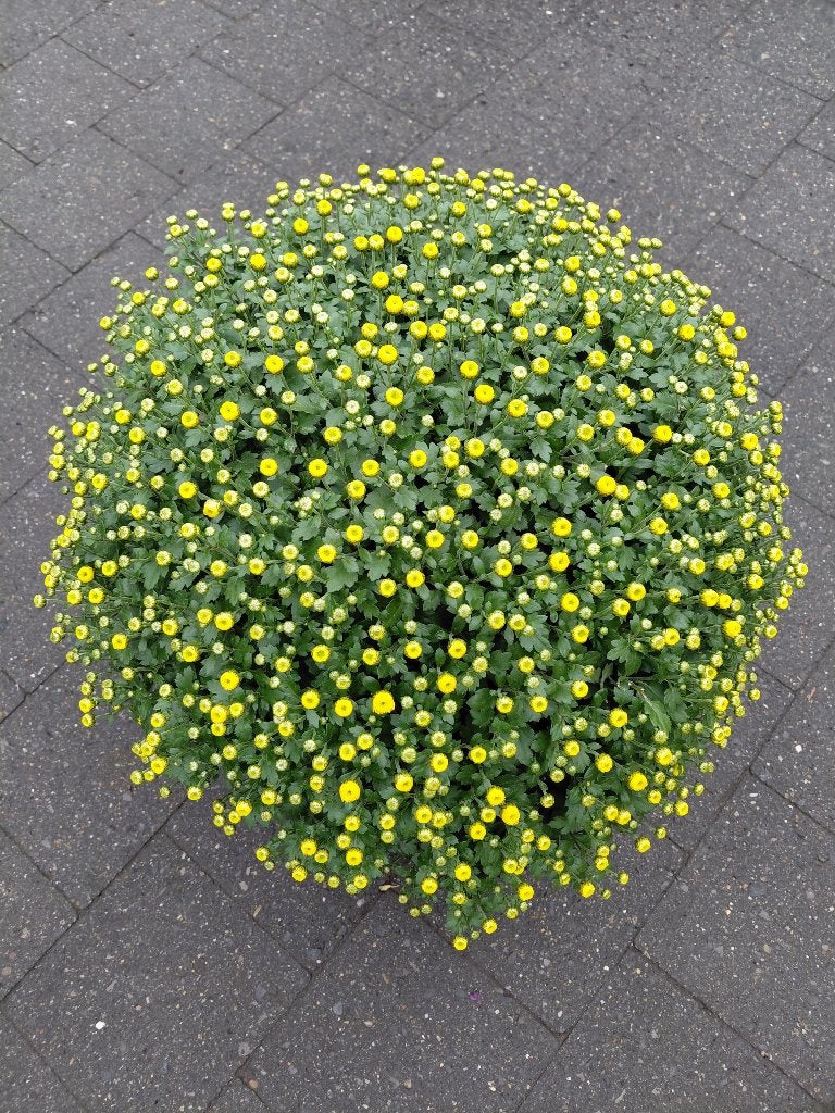 Chrysanten in kleuren, Tuin en Terras, Ophalen