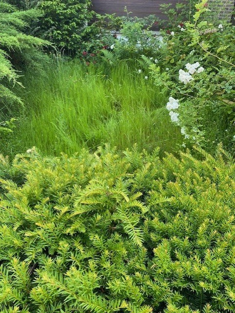 Offre bois pour cheminée (boulot et autres essences débité), 3 à 6 m³, Enlèvement, Bouleau, Bûches