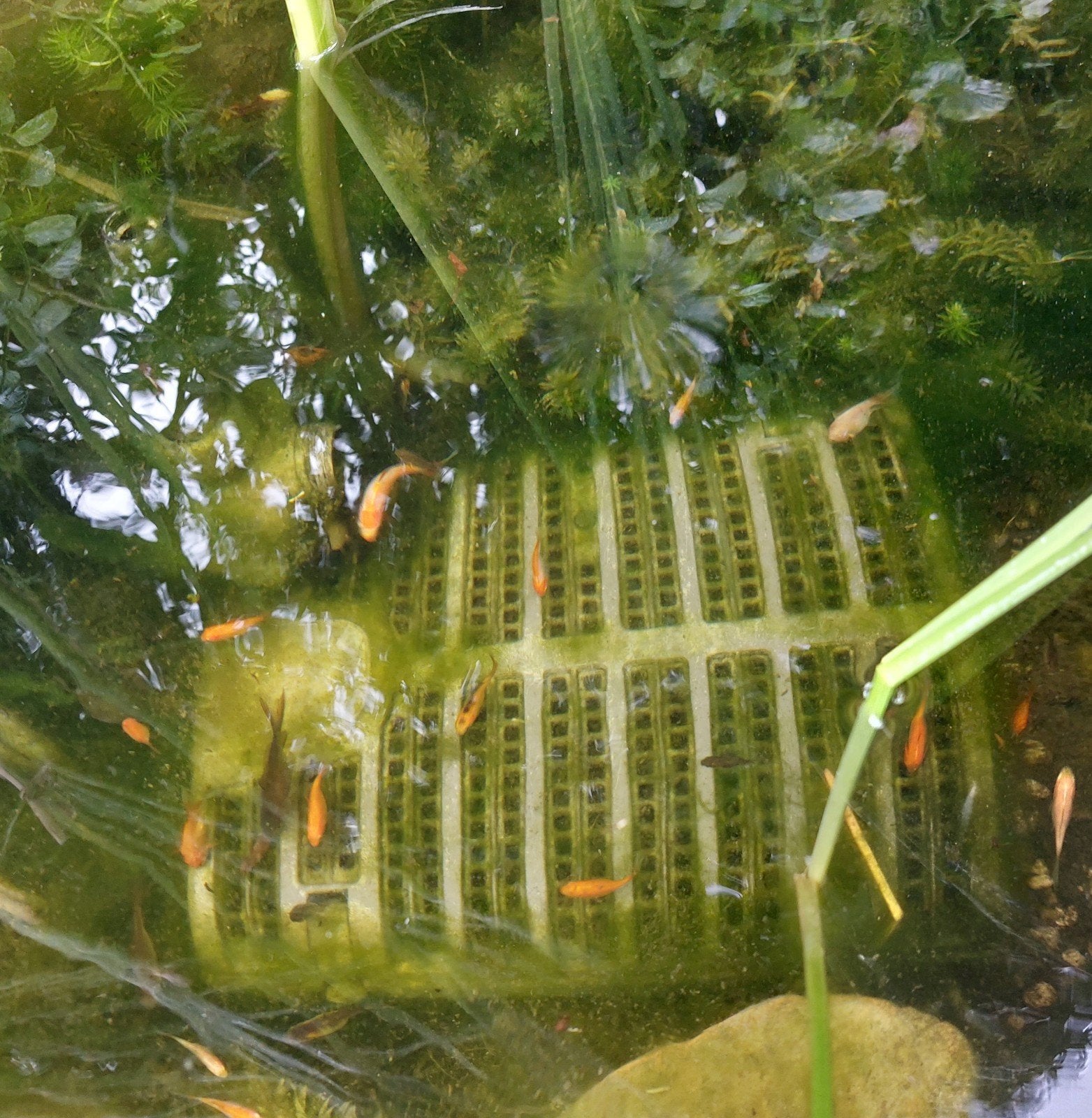 Goudvisjes gratis, Dieren en Toebehoren