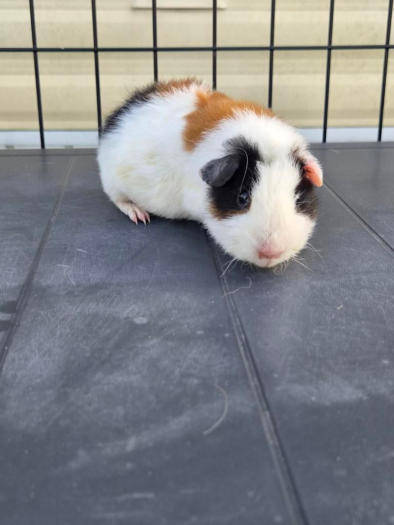 Gekoppelde vriendjes us teddy en rex beertje, Janvier, Plusieurs animaux, Cobaye