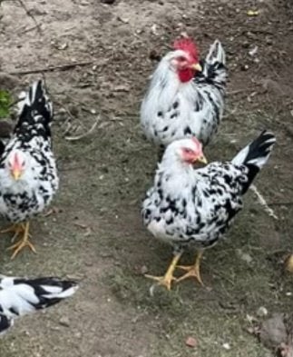 Bonte leghorn / exchequer 2026