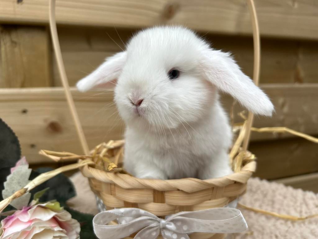 Erg aanhankelijke Franse Hangoor baby, Dieren en Toebehoren, Mannelijk, Groot, Hangoor, 0 tot 2 jaar