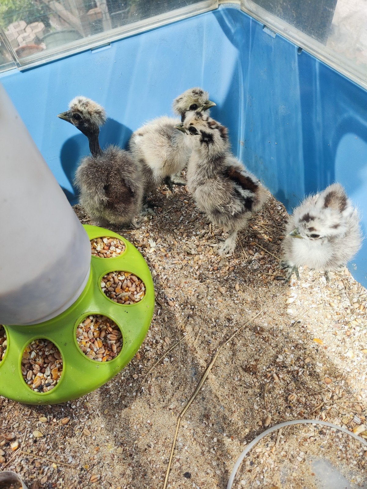 USA naakthals/zijdehoen kuikens, Dieren en Toebehoren, Pluimvee