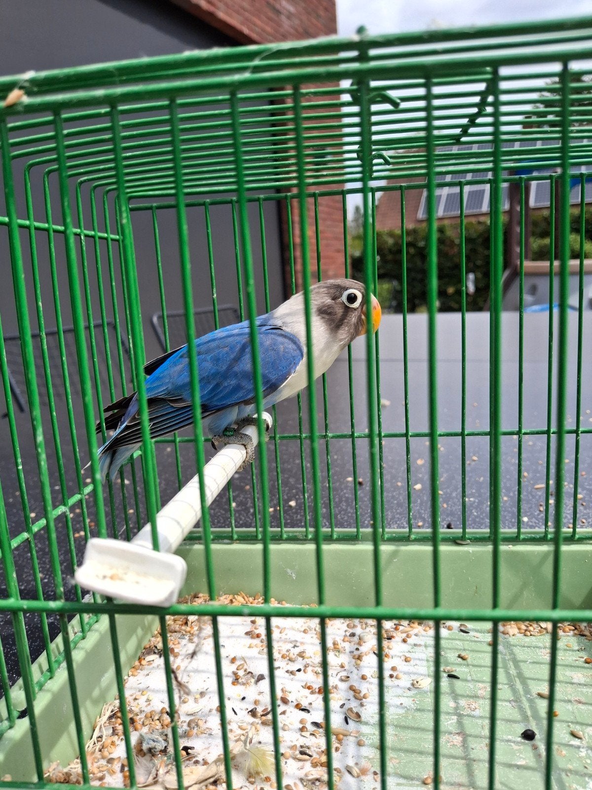 agapornis personata, Femelle, Perroquet nain ou Inséparable, Bagué