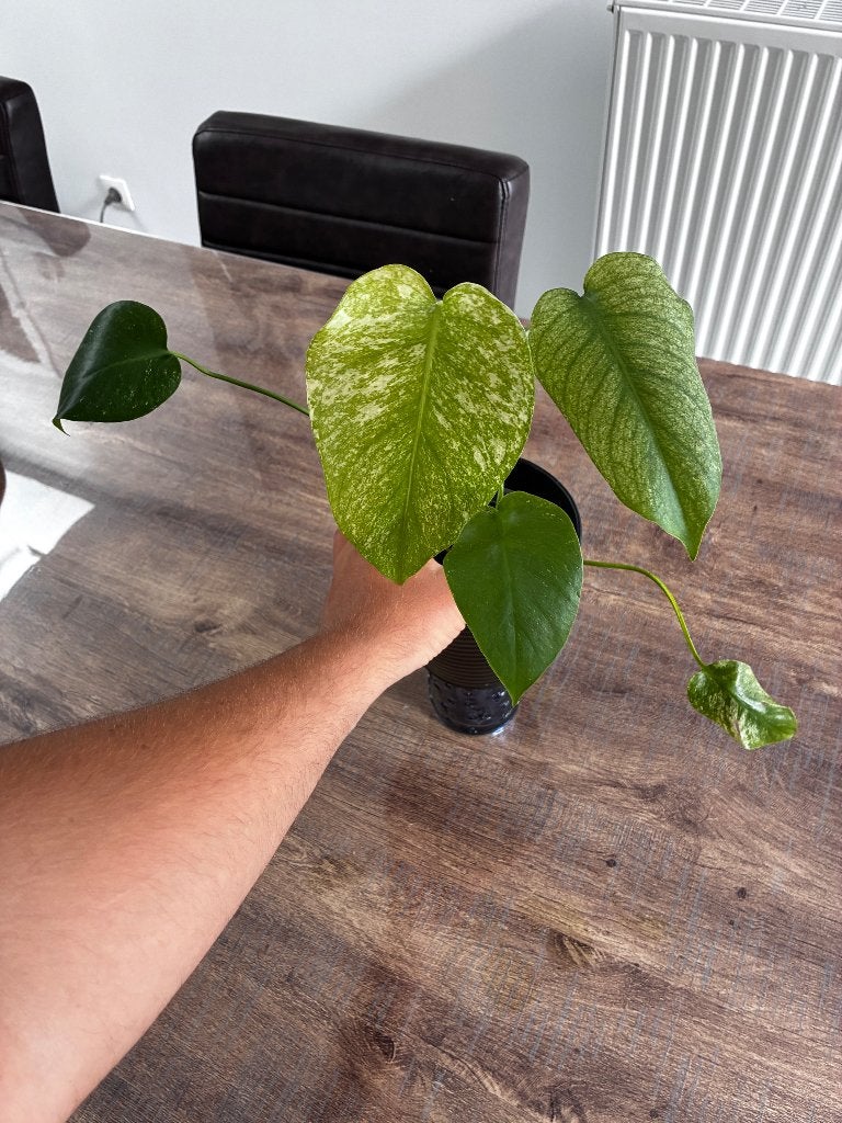 Monstera White monster mint, Huis en Inrichting, Kamerplanten, Overige soorten, In pot, Minder dan 100 cm, Bloeiende kamerplant