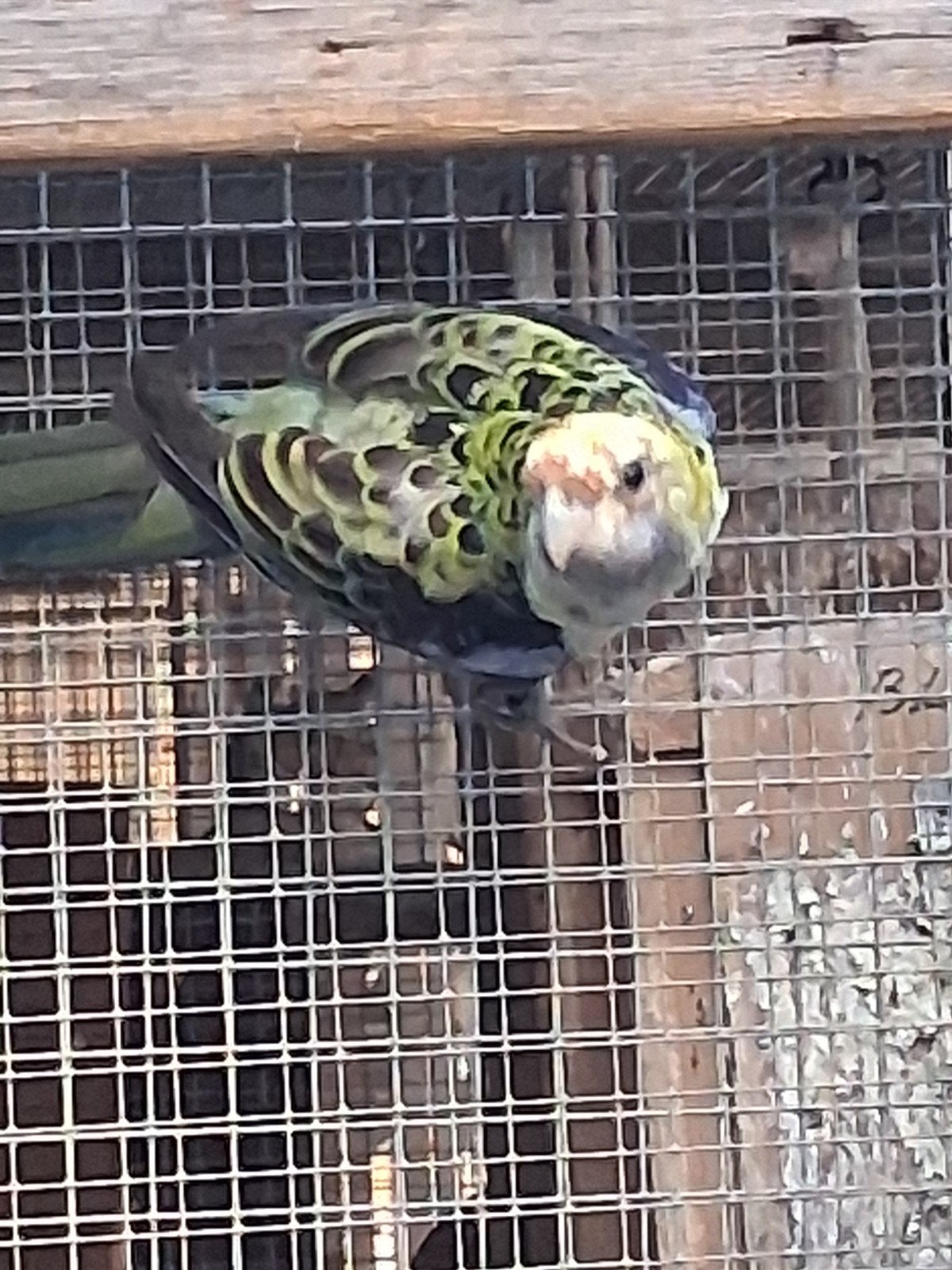 bleekkoprosella, Meerdere dieren, Parkiet, Geringd
