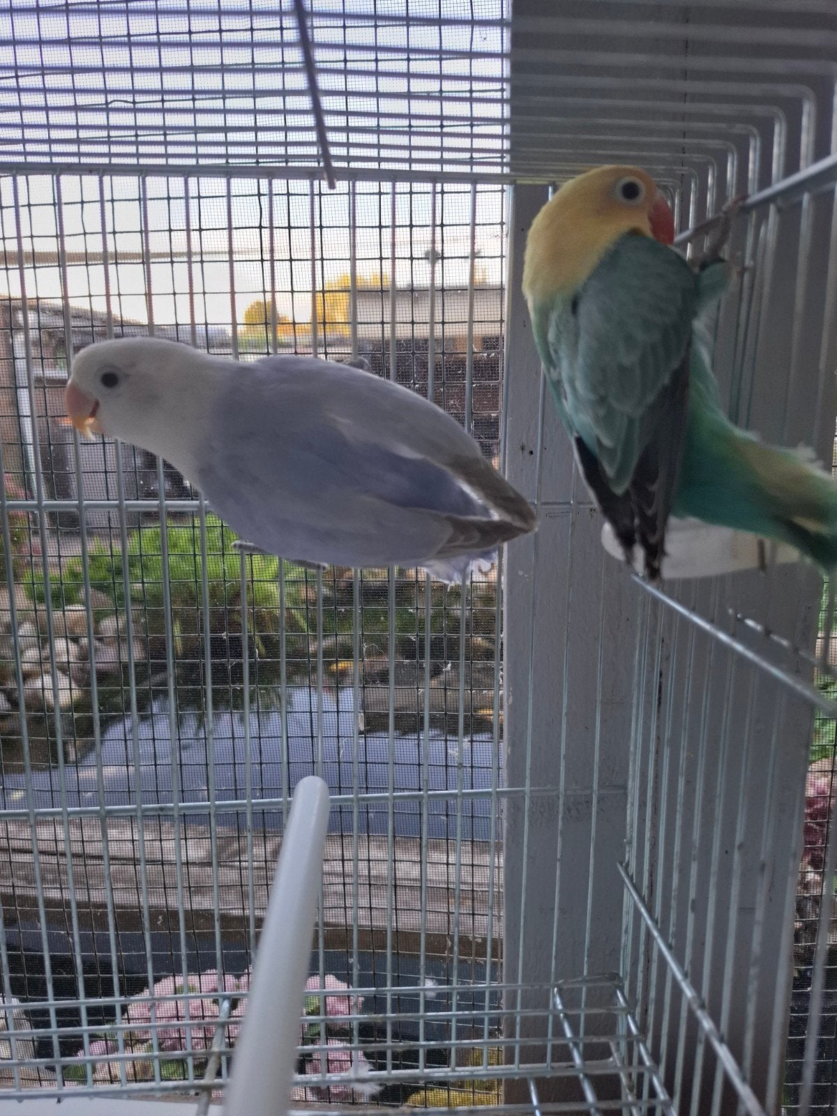 agapornis fischeri 3 stuks