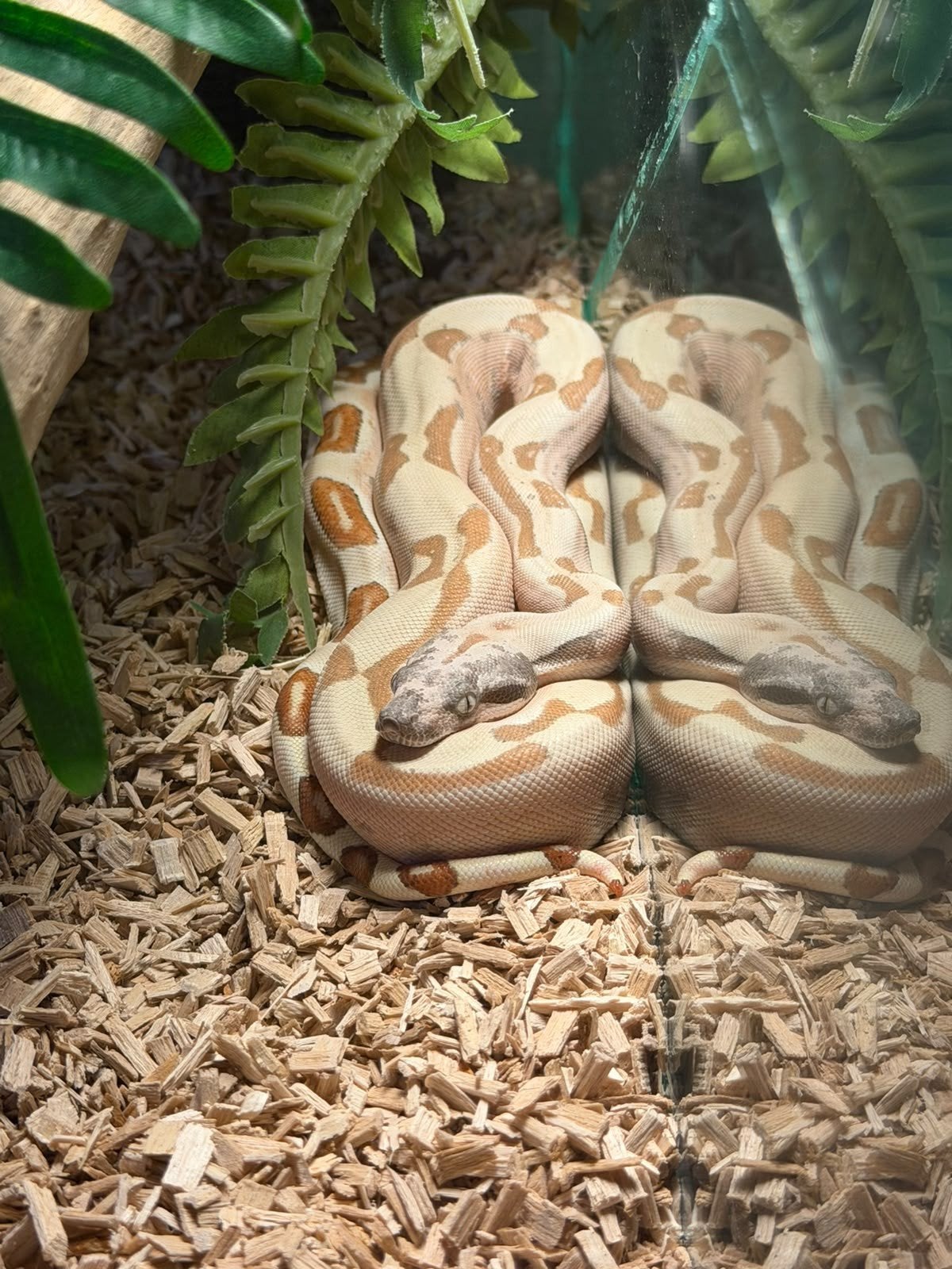 1.0 labyrinthe hypo  le vpi  la neige, Serpent, Avec terrarium, 0 à 2 ans