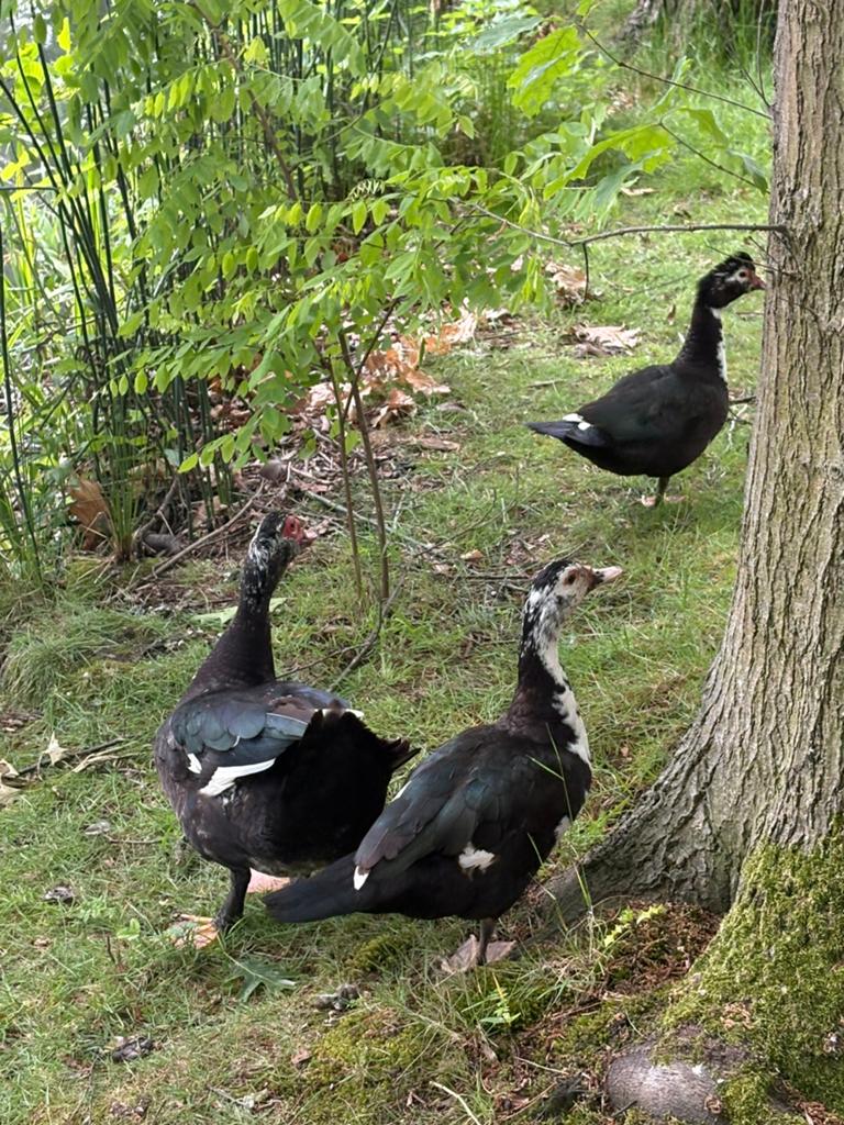 Broedeieren barberie eenden, Canard