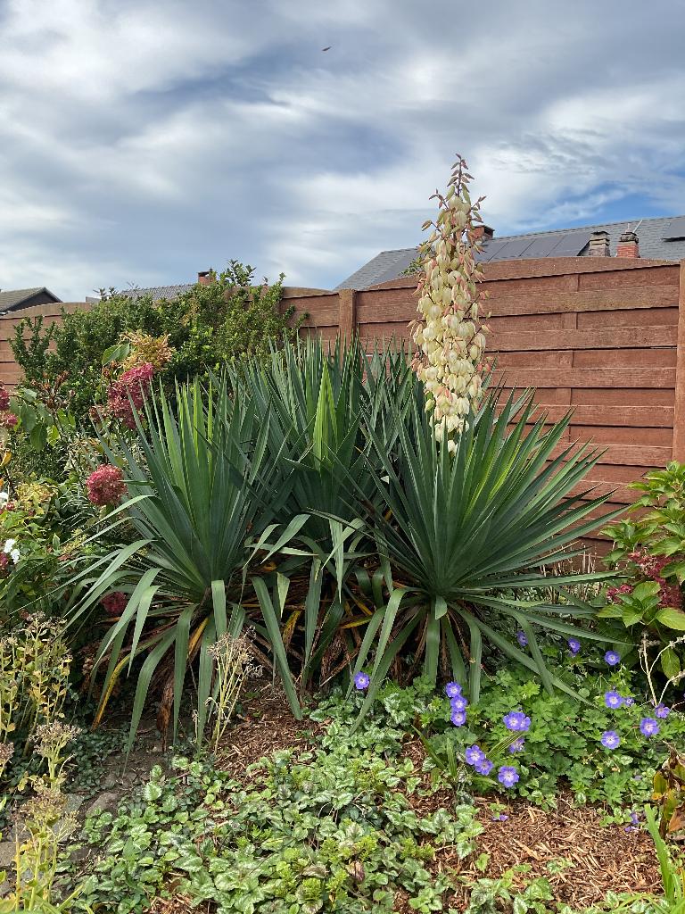 Yucca Filamentosa, Enlèvement, Plante fixe, Autres espèces