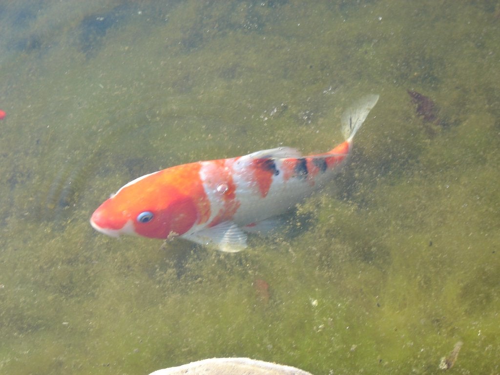 Ik geef koikarpers, Karper of Koi
