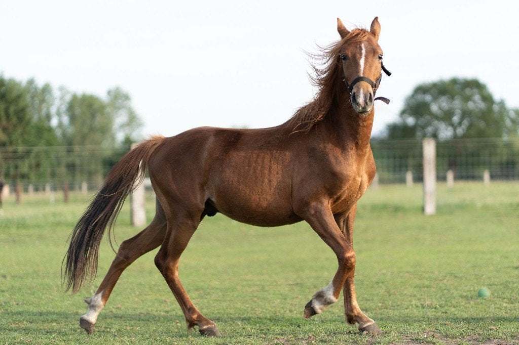 2J C pony hengst, Vermifugé, Poney C (1.27 m à 1.37m), Étalon, 0 à 2 ans