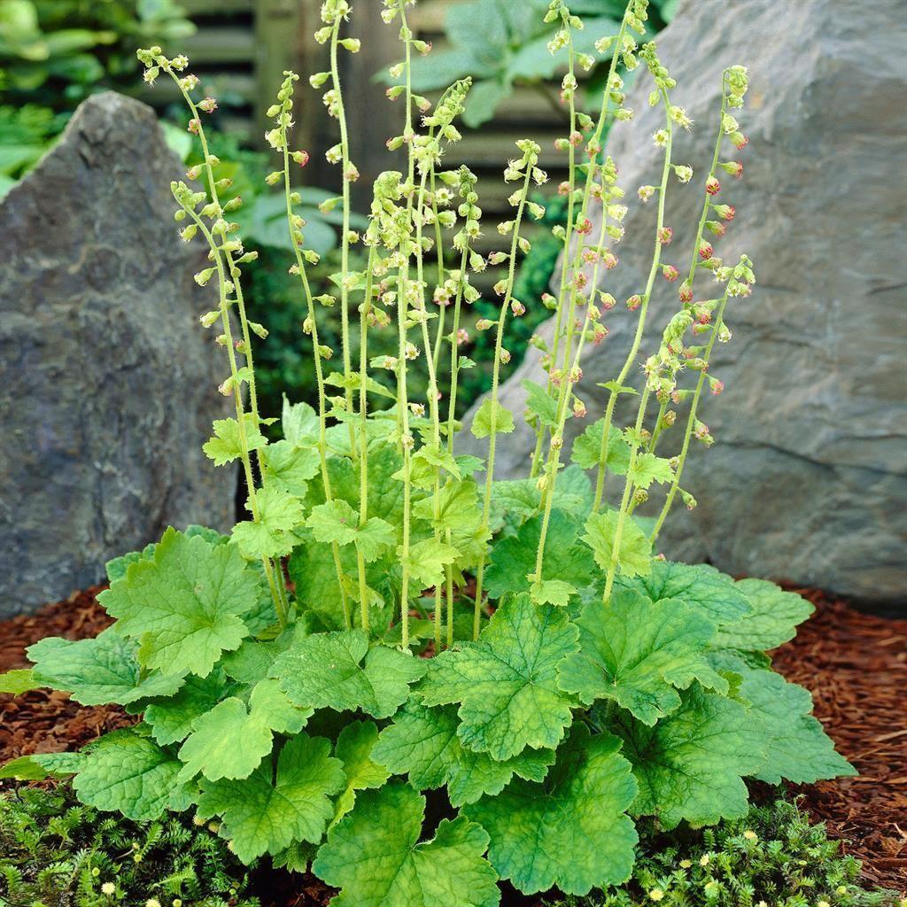 Tellima grandiflora, Tuin en Terras, Vaste plant, Halfschaduw, Lente, Ophalen