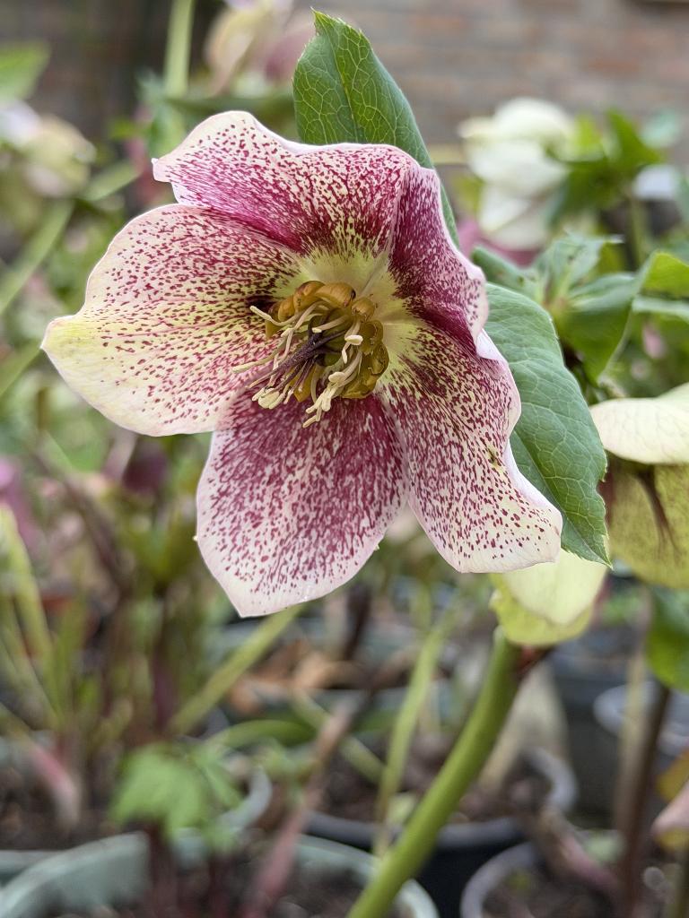Helleborus orientalis, Tuin en Terras, Planten | Tuinplanten, Ophalen, Lente, Vaste plant