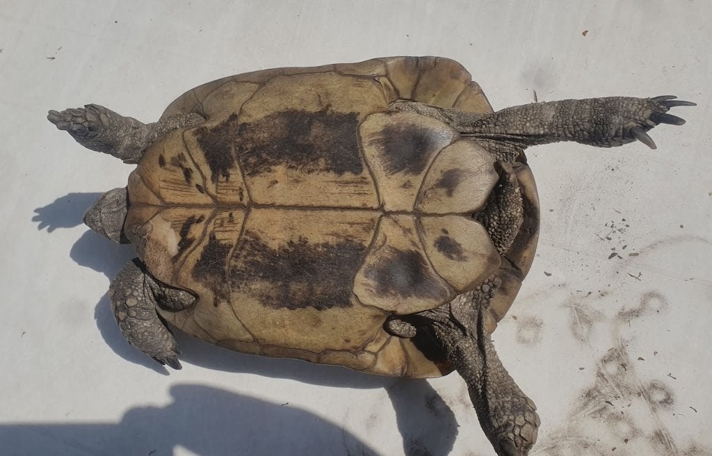 Griekse Landschildpad 40j vrouw, Animaux & Accessoires, Reptiles & Amphibiens, Tortue, 11 ans ou plus